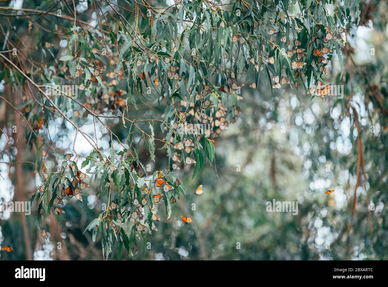 Papillons se rassemblant sur un arbre Banque D'Images