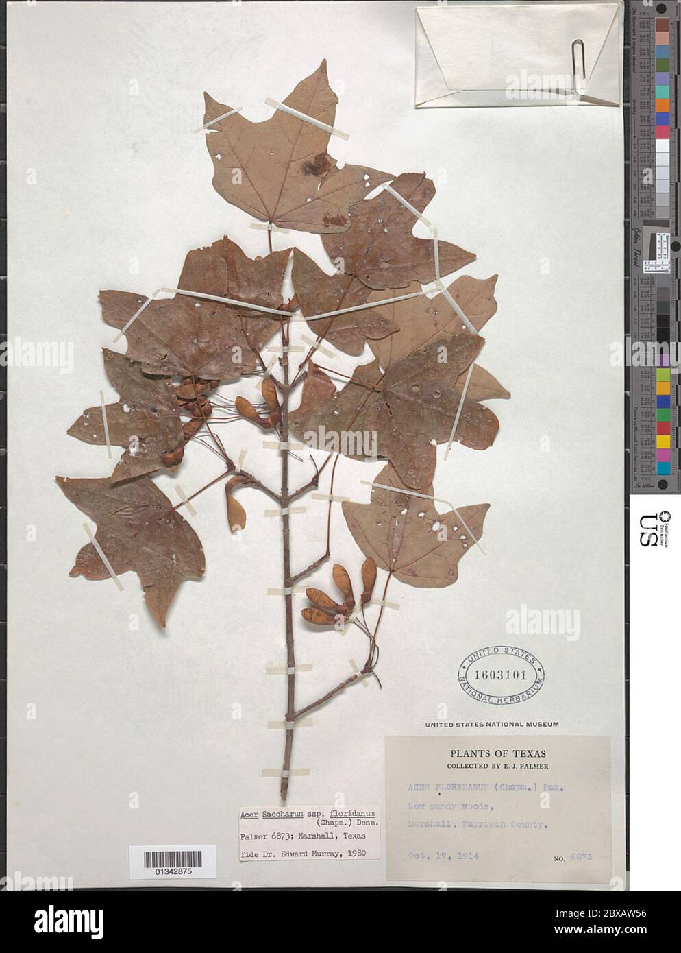 Acer floridanum Banque de photographies et d'images à haute résolution -  Alamy