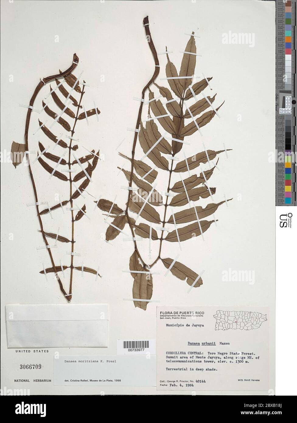 Danaea moritziana C Presl Danaea moritziana C Presl. Banque D'Images