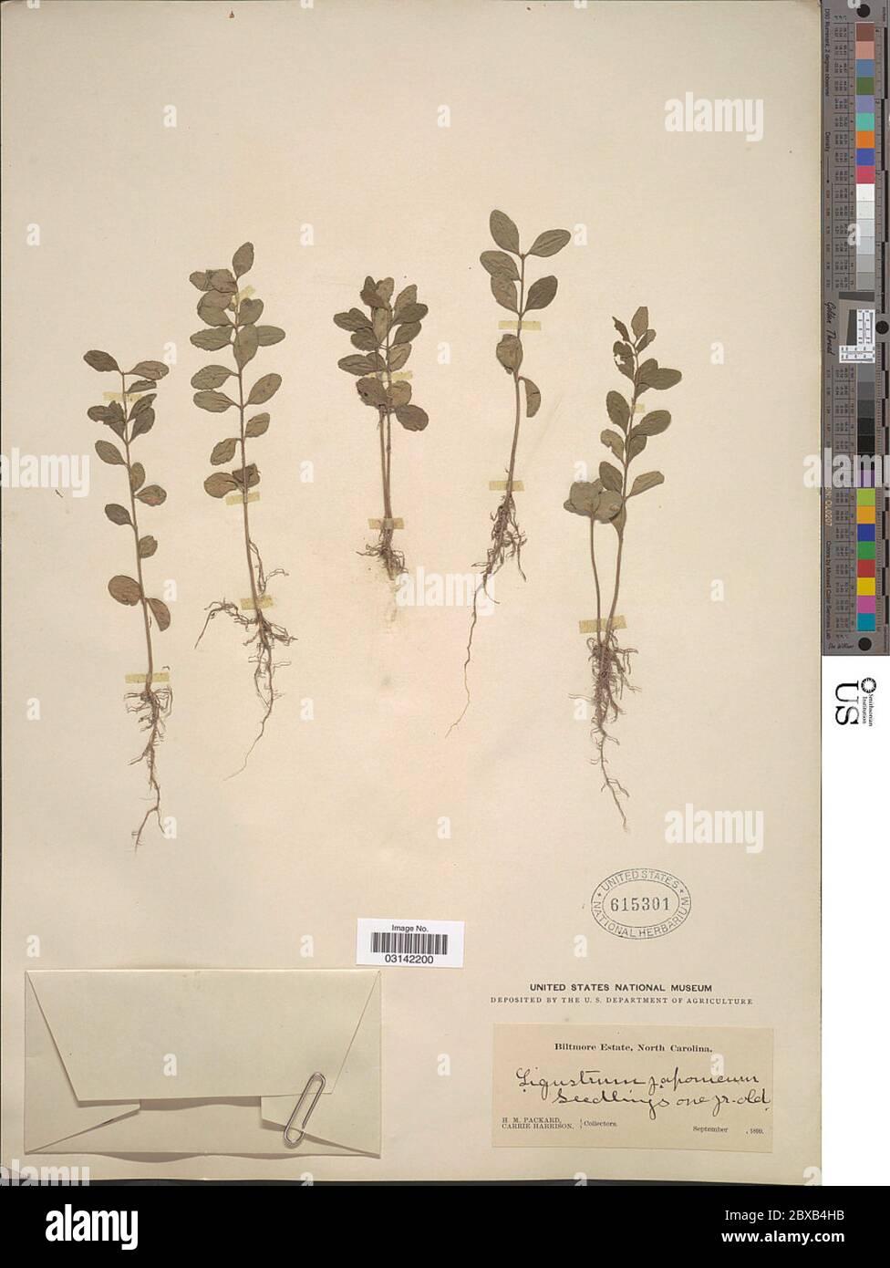 Ligustrum vulgare L Ligustrum vulgare L. Banque D'Images