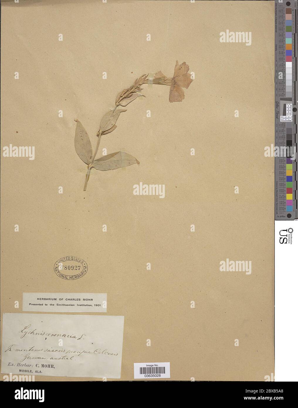 Lychnis coronaria L Desr Lychnis coronaria L Desr. Banque D'Images