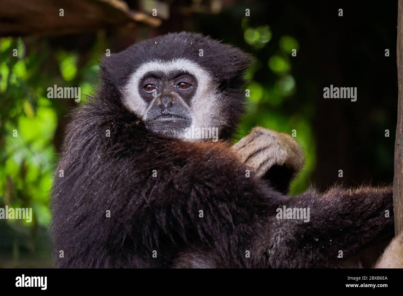 Singe Gibbon à main blanche - « Hylobates Lar » Banque D'Images