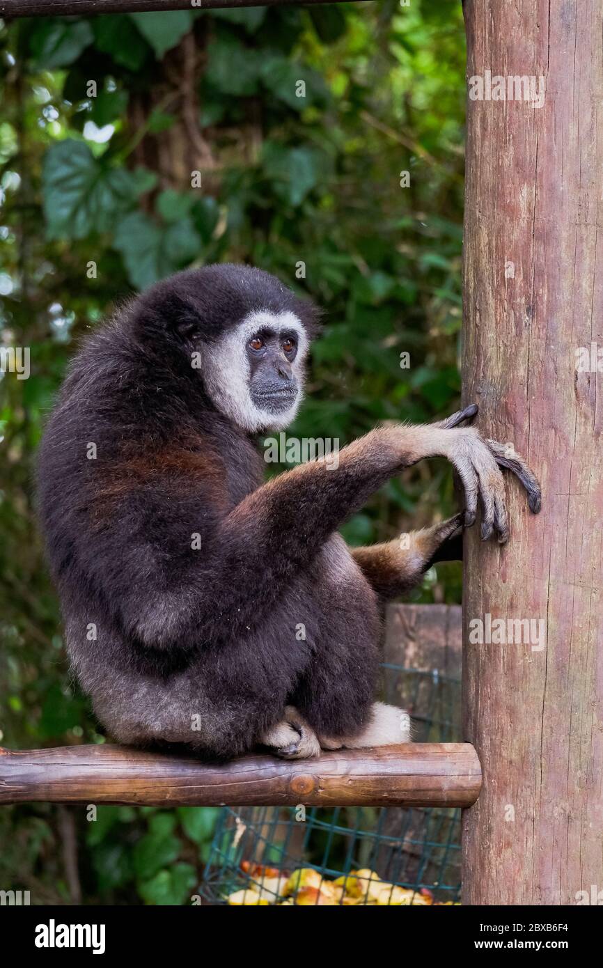 Singe Gibbon à main blanche - « Hylobates Lar » Banque D'Images