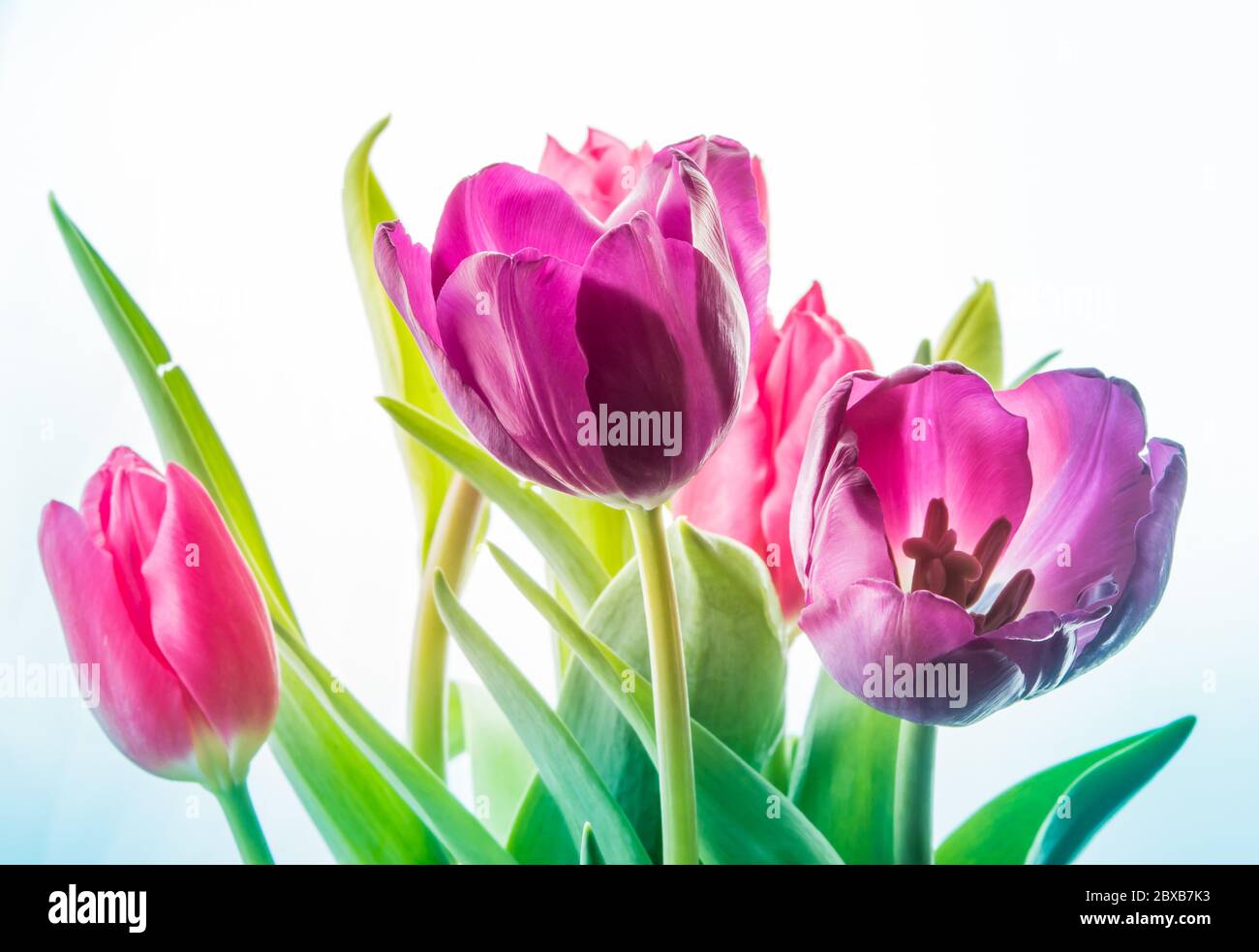Gros plan Rouge Rose Violet fleurs de tulipe isolées sur fond blanc Banque D'Images