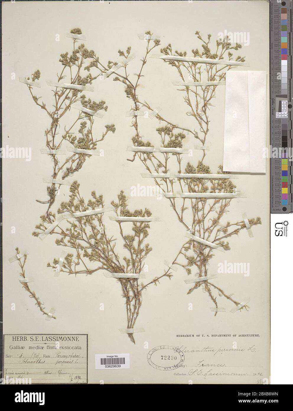 Scleranthus perennis L Scleranthus perennis L. Banque D'Images
