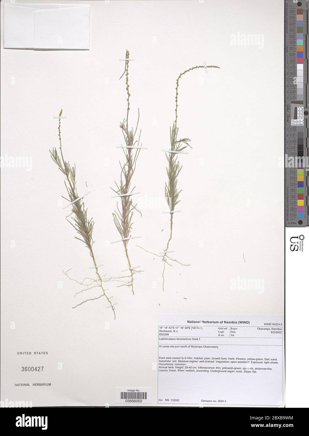 Lophiocarpus tenuissimus crochet f Lophiocarpus tenuissimus crochet F. Banque D'Images