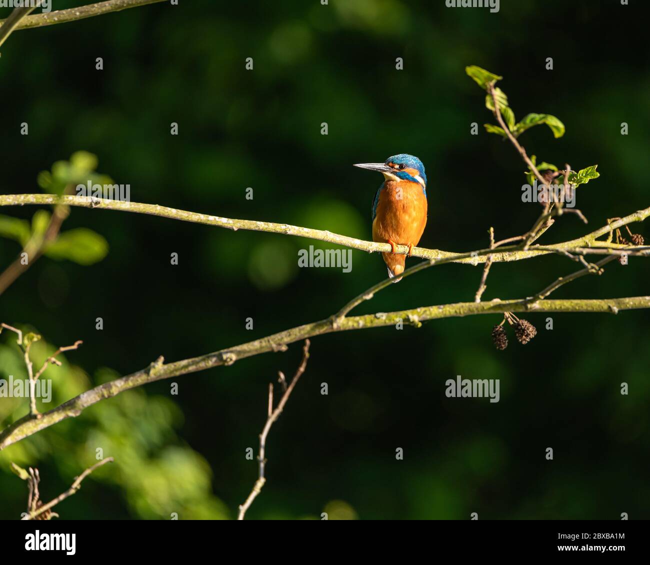 Un Kingfisher commun, Alcedo attelle, également connu sous le nom de kingfisher eurasien, ou Kingfisher de rivière perché sur une branche par un étang. Banque D'Images