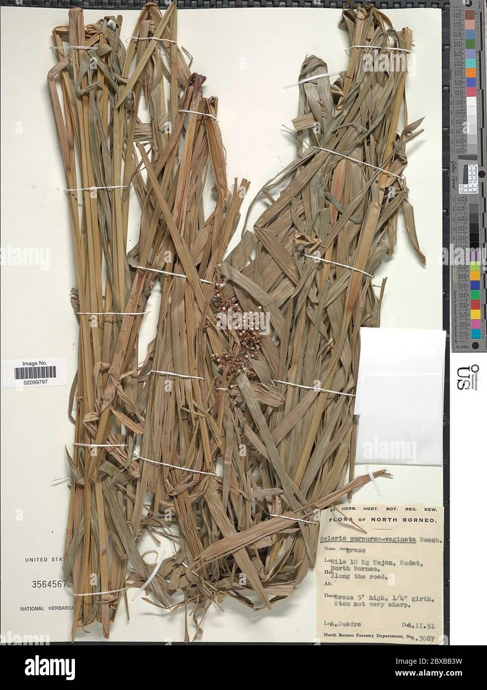 Scleria purpureovaginata Boeckeler Scleria purpureovaginata Boeckeler. Banque D'Images