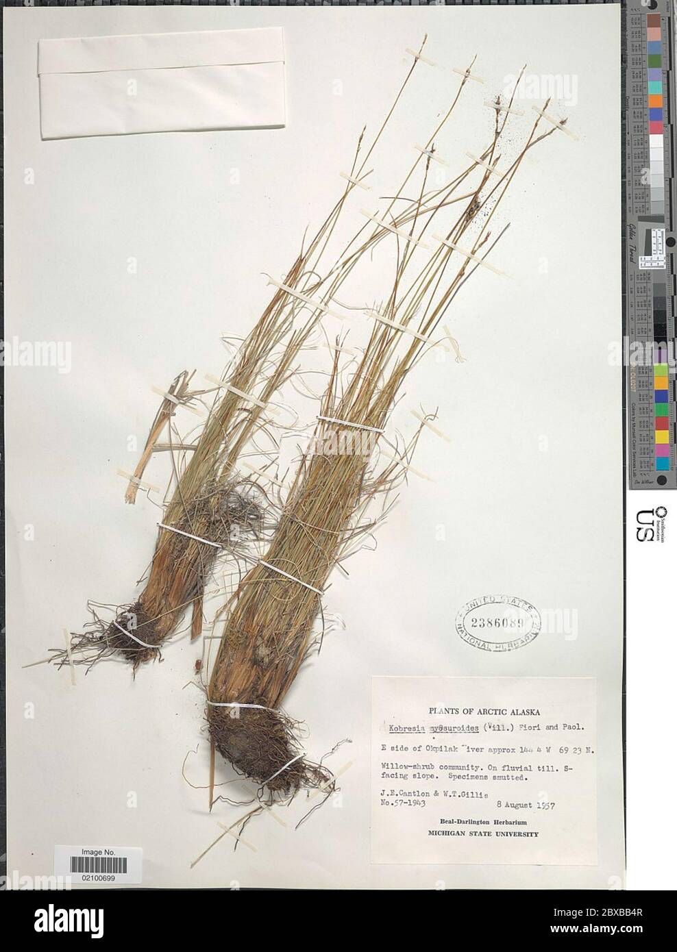 Carex myosuroides Vill Carex myosuroides Vill. Banque D'Images