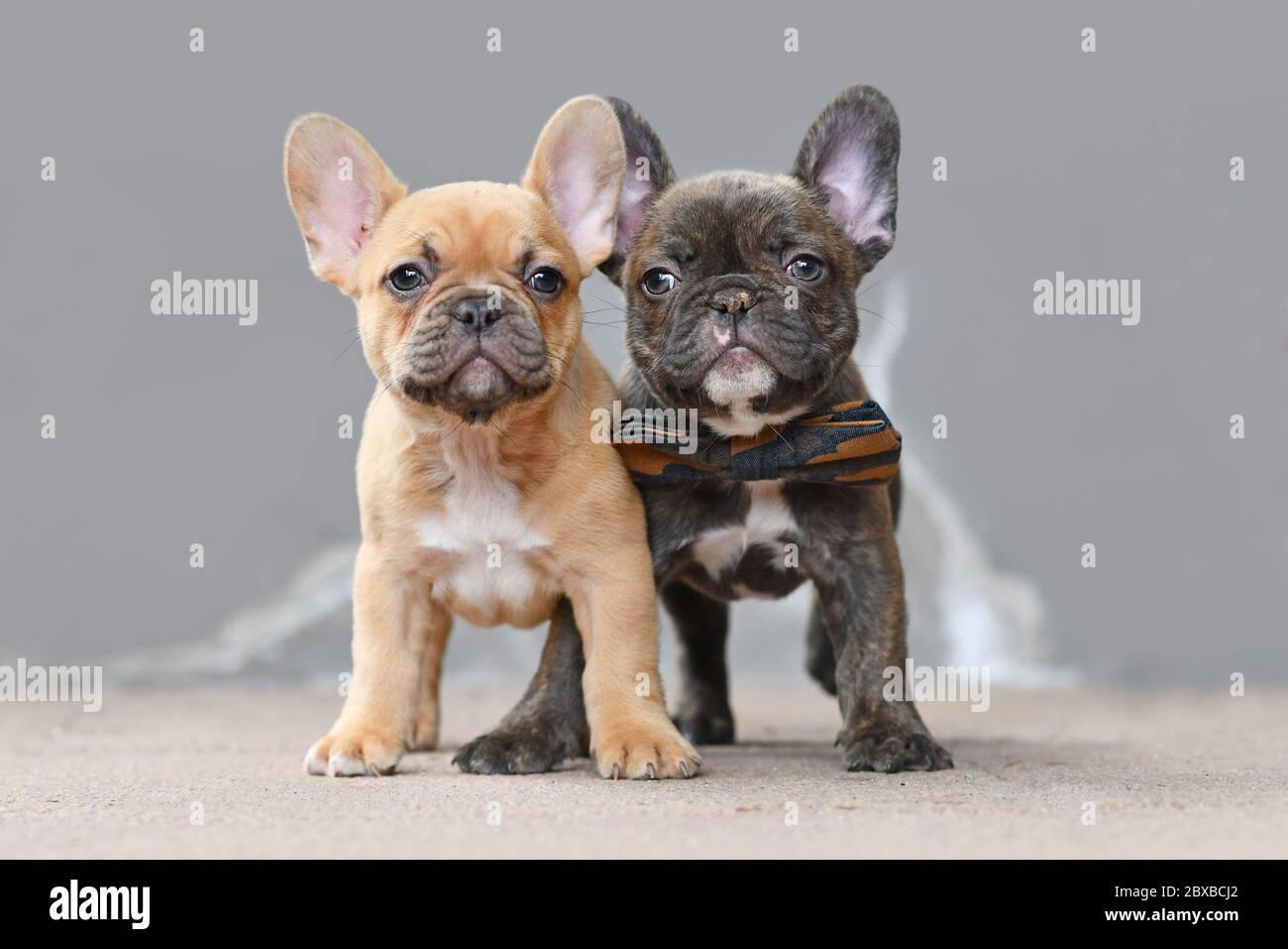 Paire de chiots de race française de fauve rouge et de chocolat bringé, 7 semaines debout devant le mur gris Banque D'Images