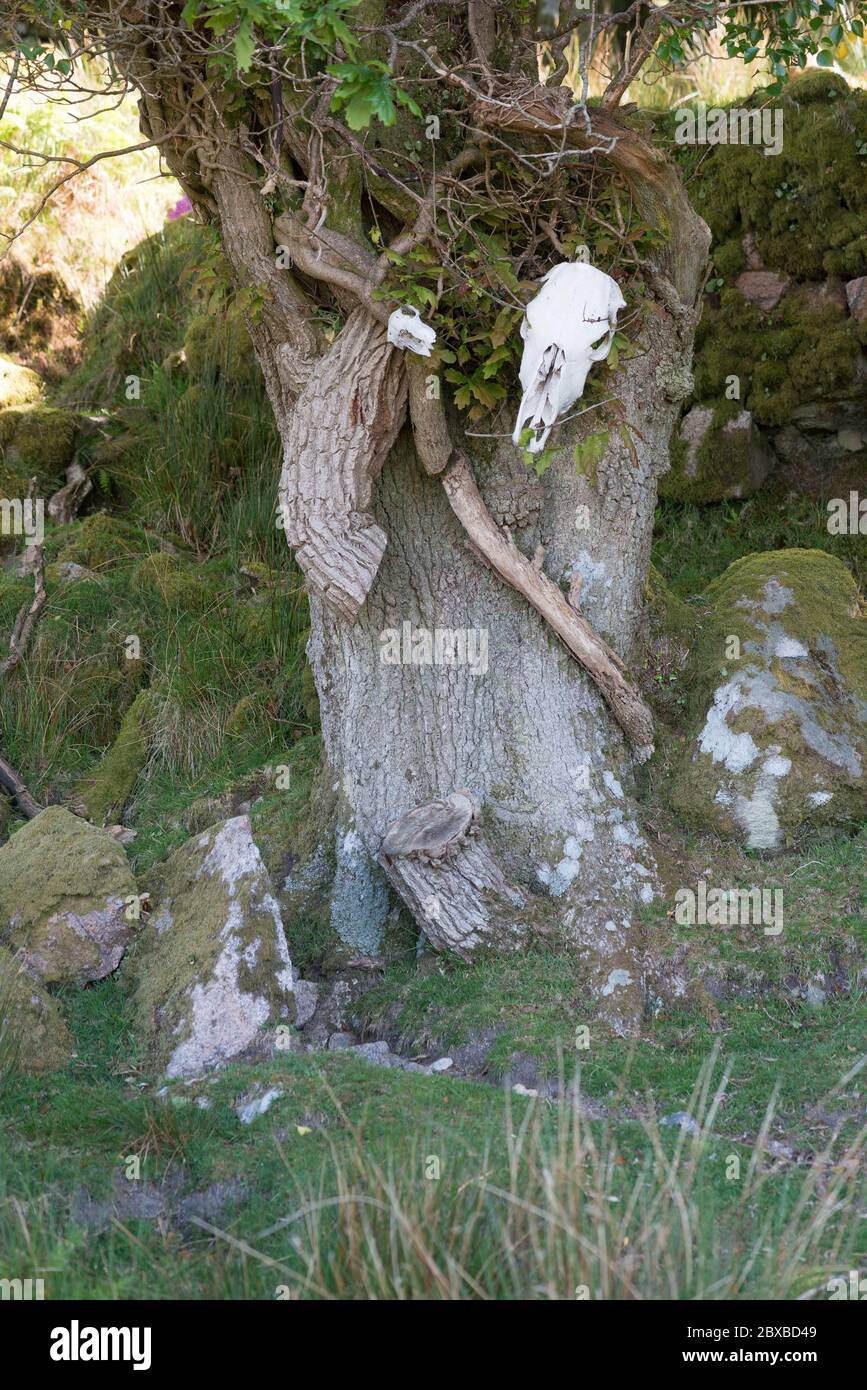 Deux crânes blancs blanchis de moutons et de poney disposés en traverses coupées de grands chênes parmi des blocs de granit sur le bord du Dartmoor. Banque D'Images Deux crânes blancs blanchis de moutons et de poney disposés en traverses coupées de grands chênes parmi des blocs de granit sur le bord du Dartmoor. Banque D'Images