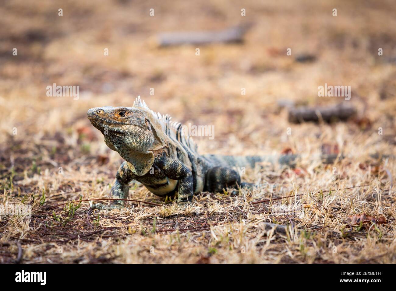 Iguane à queue épineuse noire, iguane noire, Ctenosaur noir, Ctenosaura similis, originaire d'Amérique centrale, espèce de lézard à la vitesse la plus élevée Banque D'Images