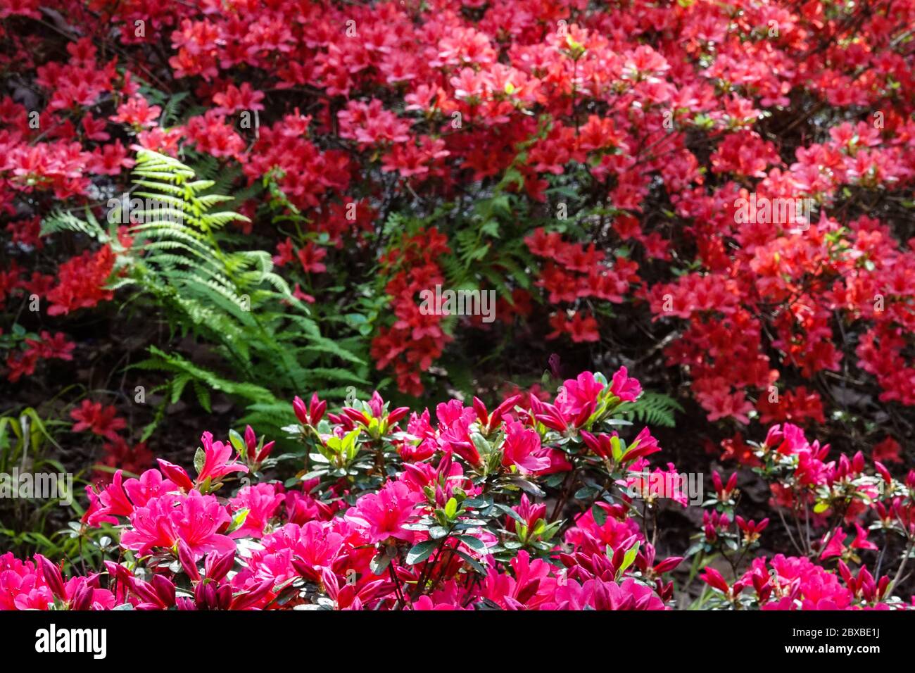 Rhododendrons colorés Azalea obtusum fougère Banque D'Images