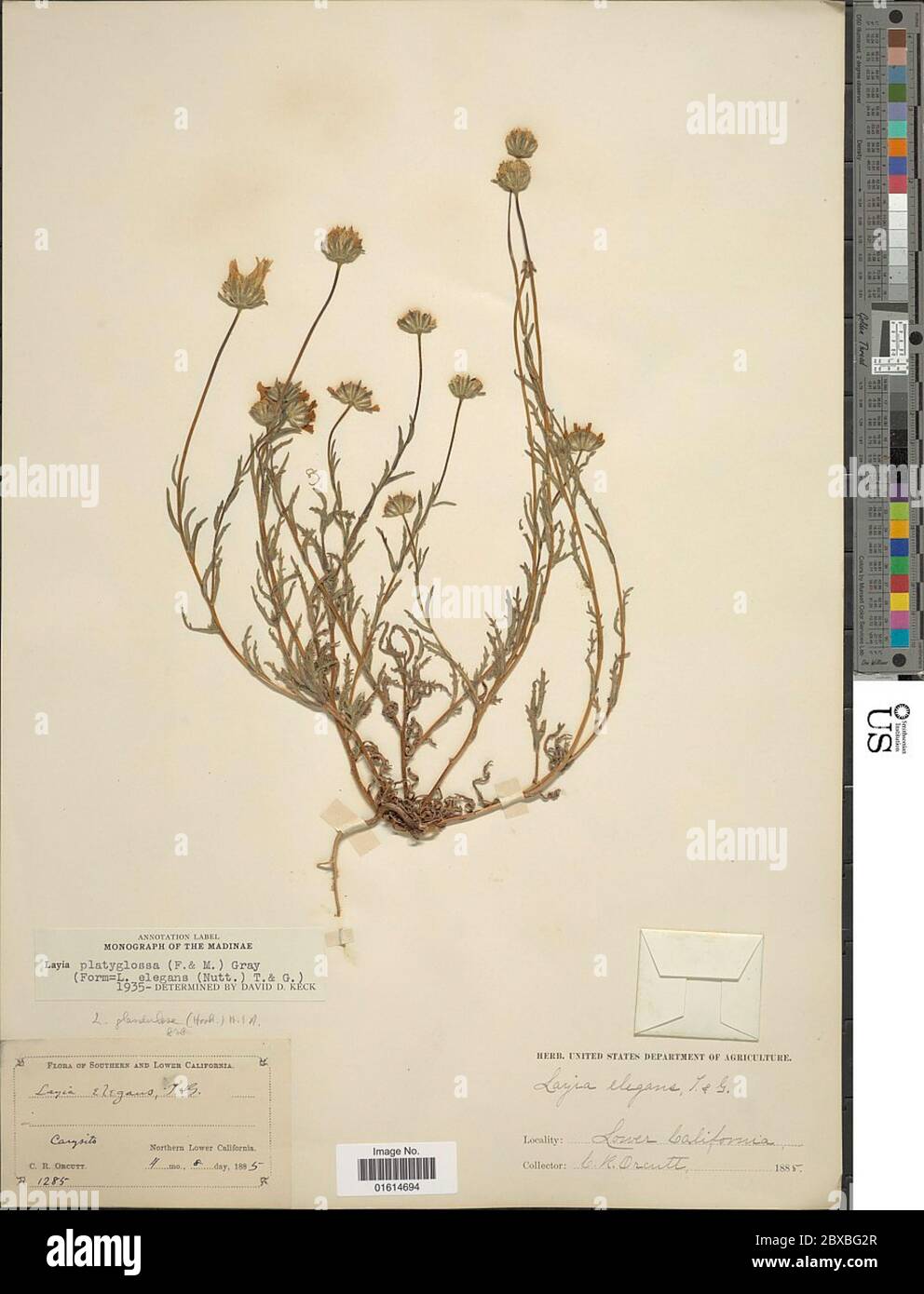 Layia platyglossa Fisch UN gris Layia platyglossa Fisch UN gris. Banque D'Images