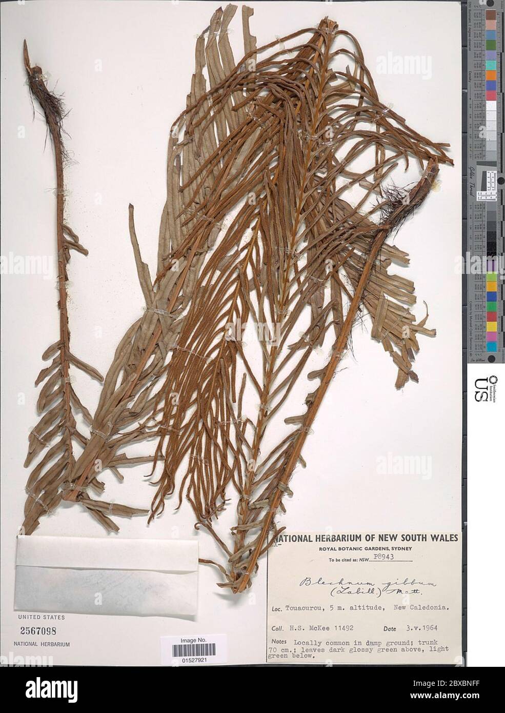 Blechnum gibbum Labill Mett Blechum gibbum Labill Mett. Banque D'Images