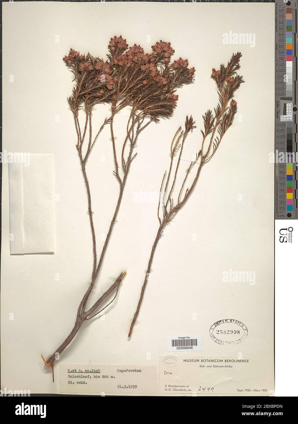 Erica sp Erica sp. Banque D'Images