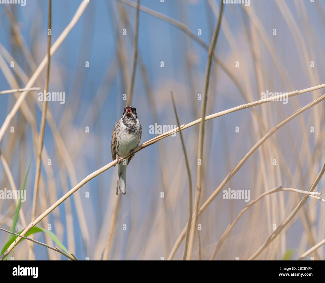 Un passage à la roseaux communs, Emberiza schoeniclus perçant sur un roseau dans une réserve naturelle du Royaume-Uni Banque D'Images