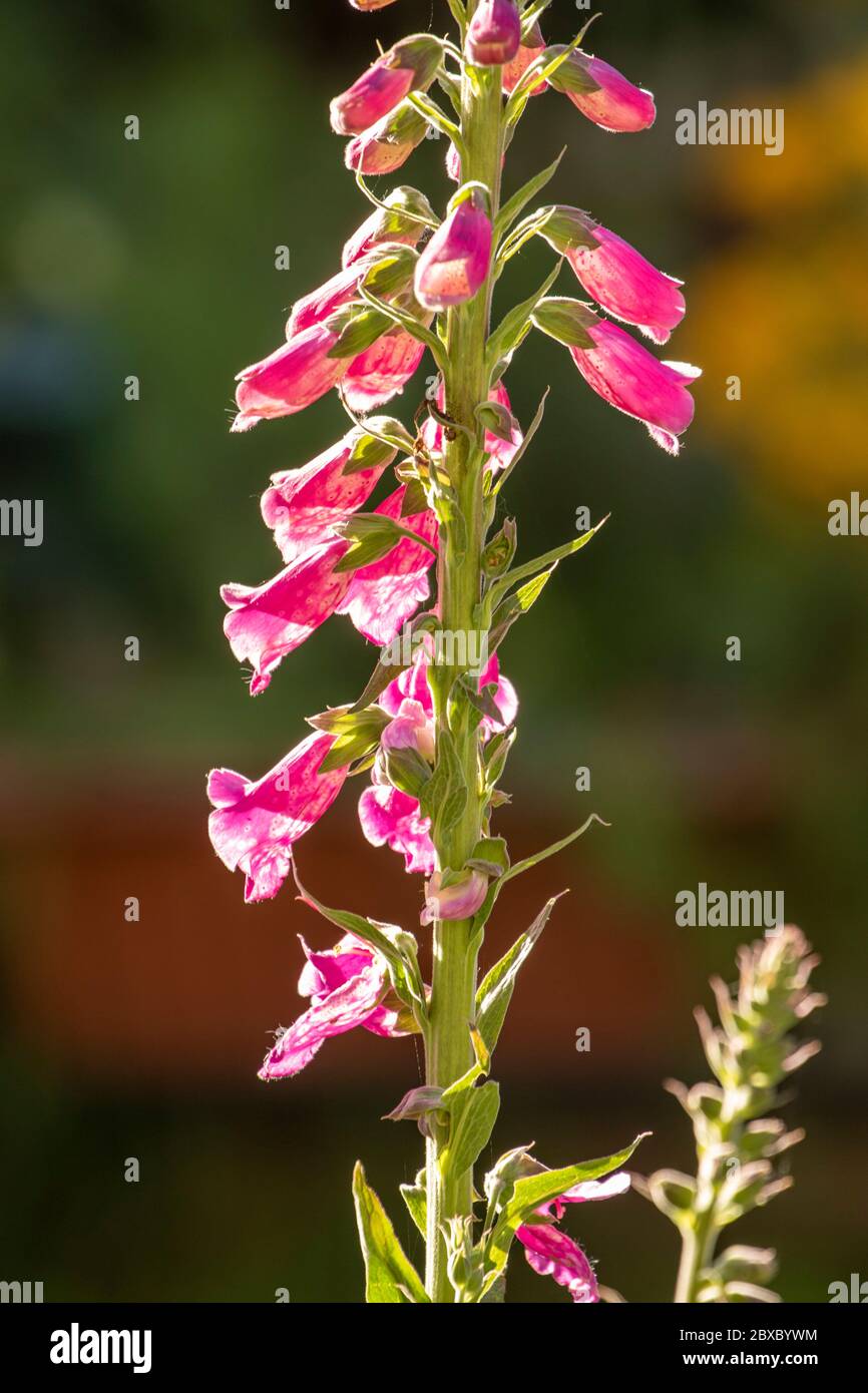 Gros plan des fleurs de Digitalis (Foxglove) en fleur Banque D'Images