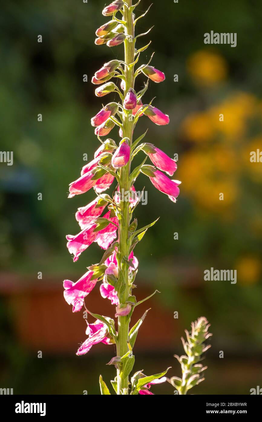 Gros plan des fleurs de Digitalis (Foxglove) en fleur Banque D'Images