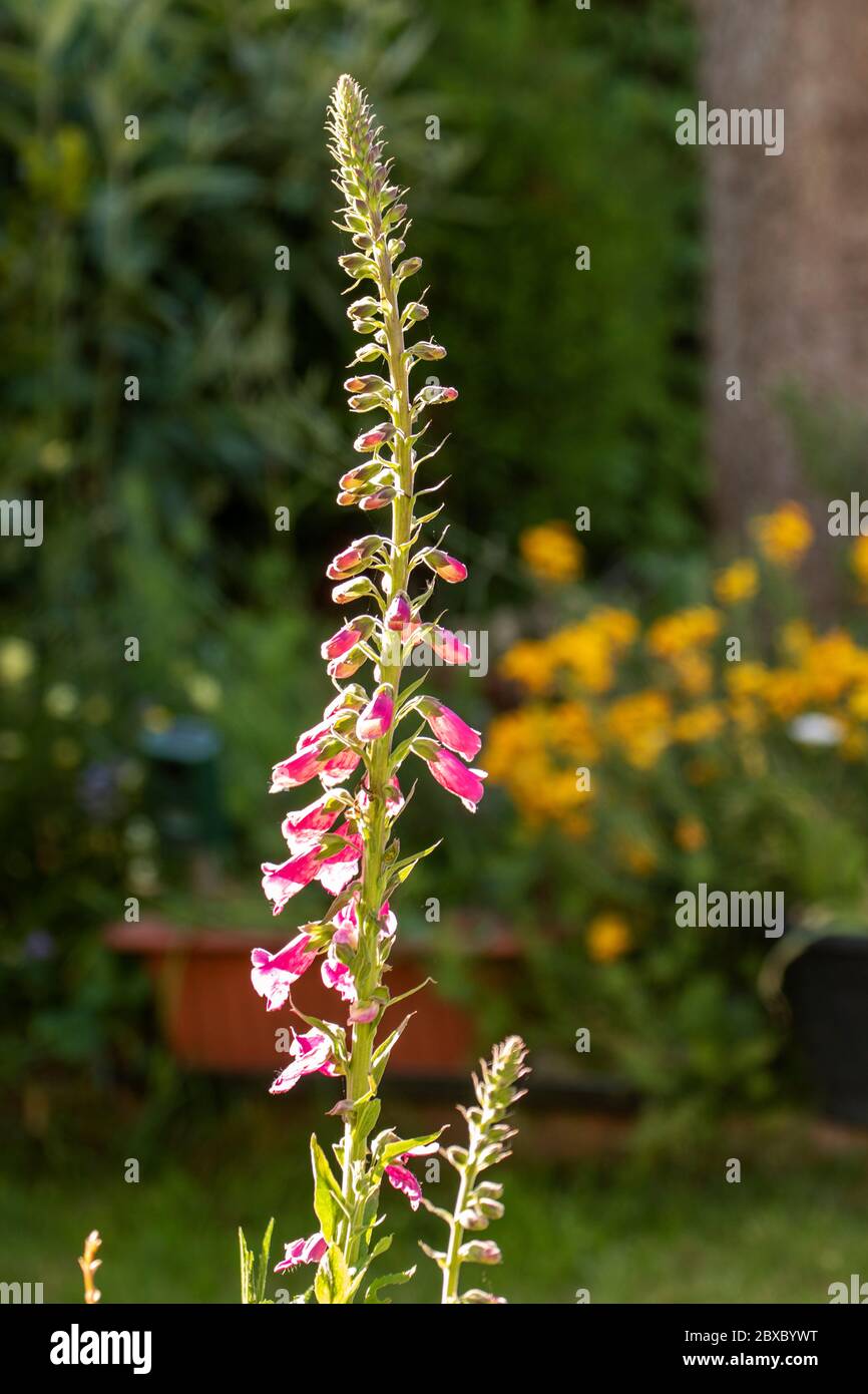 Gros plan des fleurs de Digitalis (Foxglove) en fleur Banque D'Images