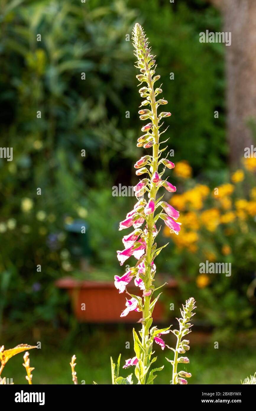Gros plan des fleurs de Digitalis (Foxglove) en fleur Banque D'Images