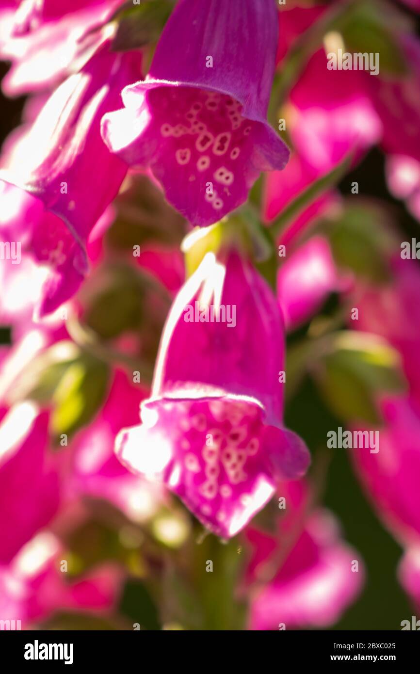 Gros plan des fleurs de Digitalis (Foxglove) en fleur Banque D'Images