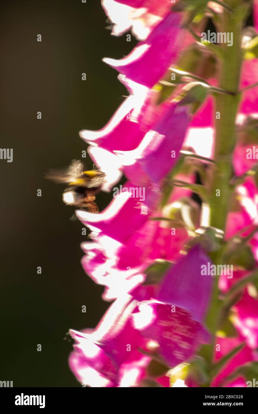 Gros plan des fleurs de Digitalis (Foxglove) en fleur Banque D'Images