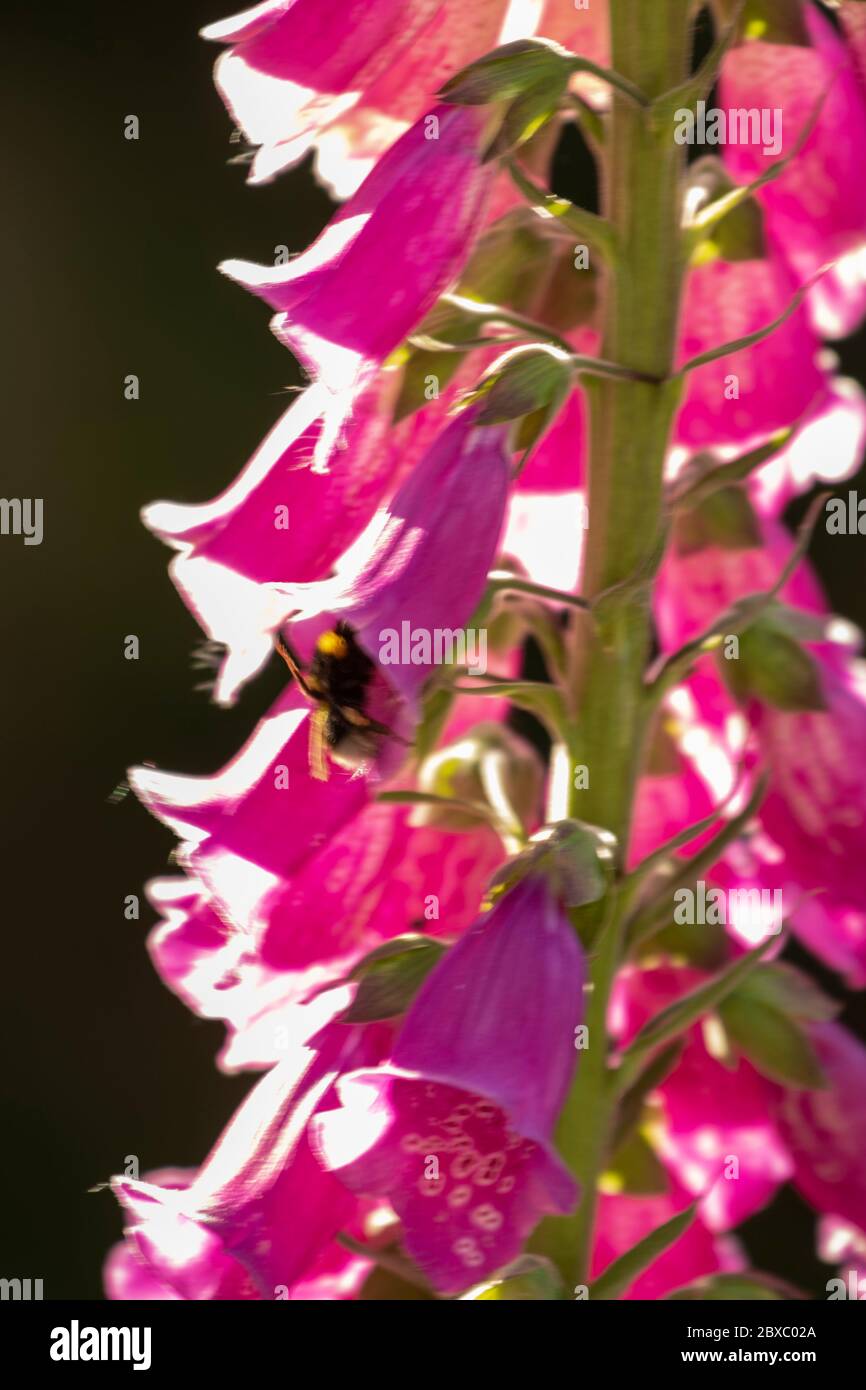 Gros plan des fleurs de Digitalis (Foxglove) en fleur Banque D'Images