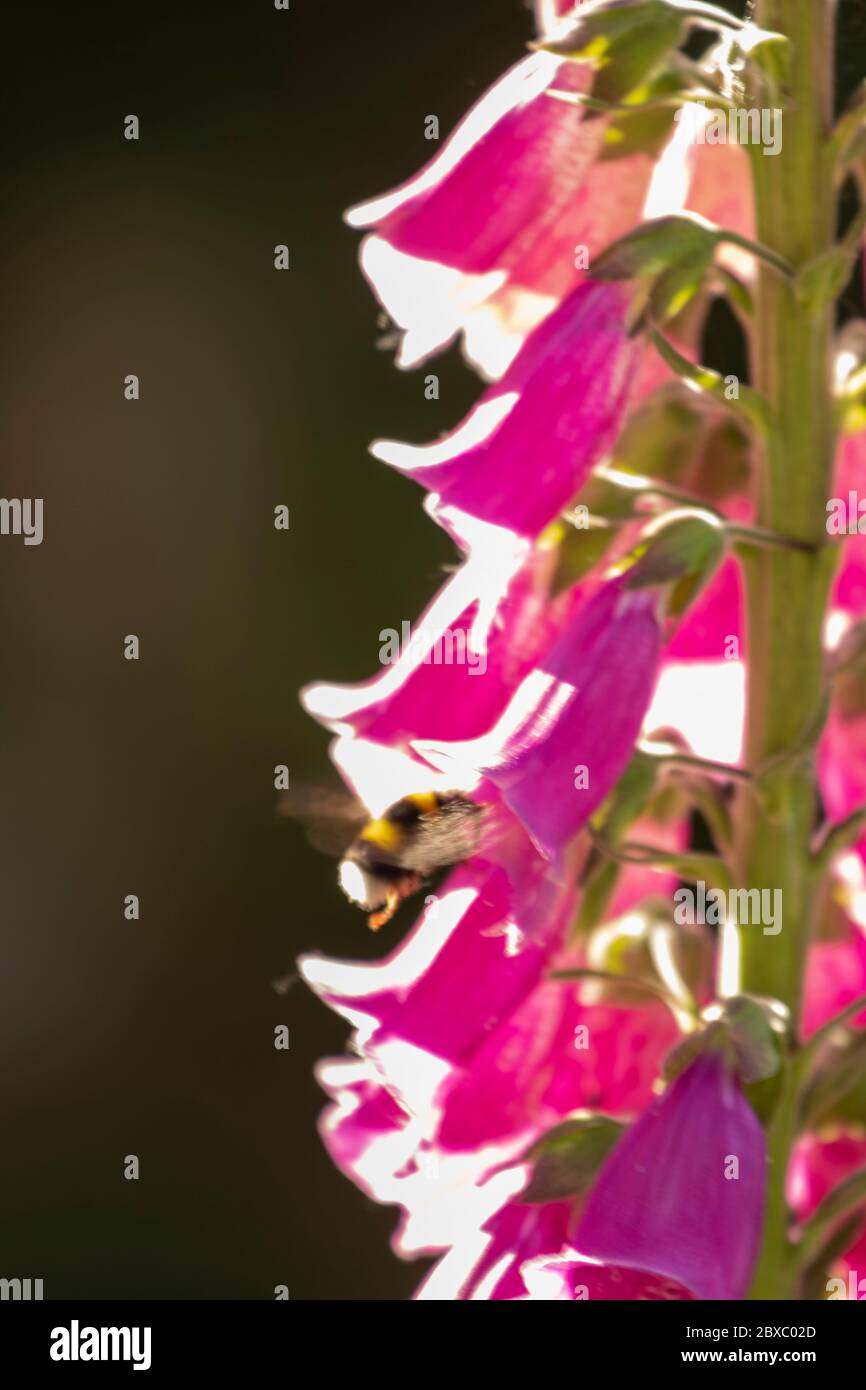 Gros plan des fleurs de Digitalis (Foxglove) en fleur Banque D'Images