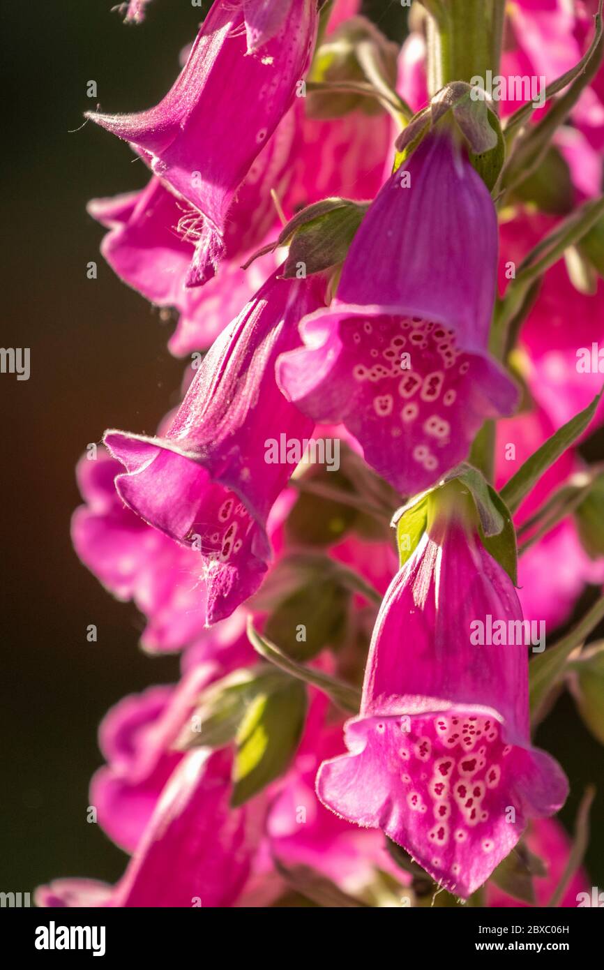 Gros plan des fleurs de Digitalis (Foxglove) en fleur Banque D'Images