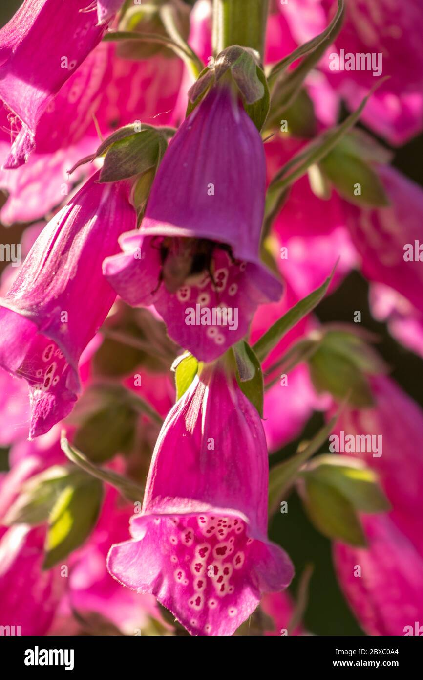 Gros plan des fleurs de Digitalis (Foxglove) en fleur Banque D'Images