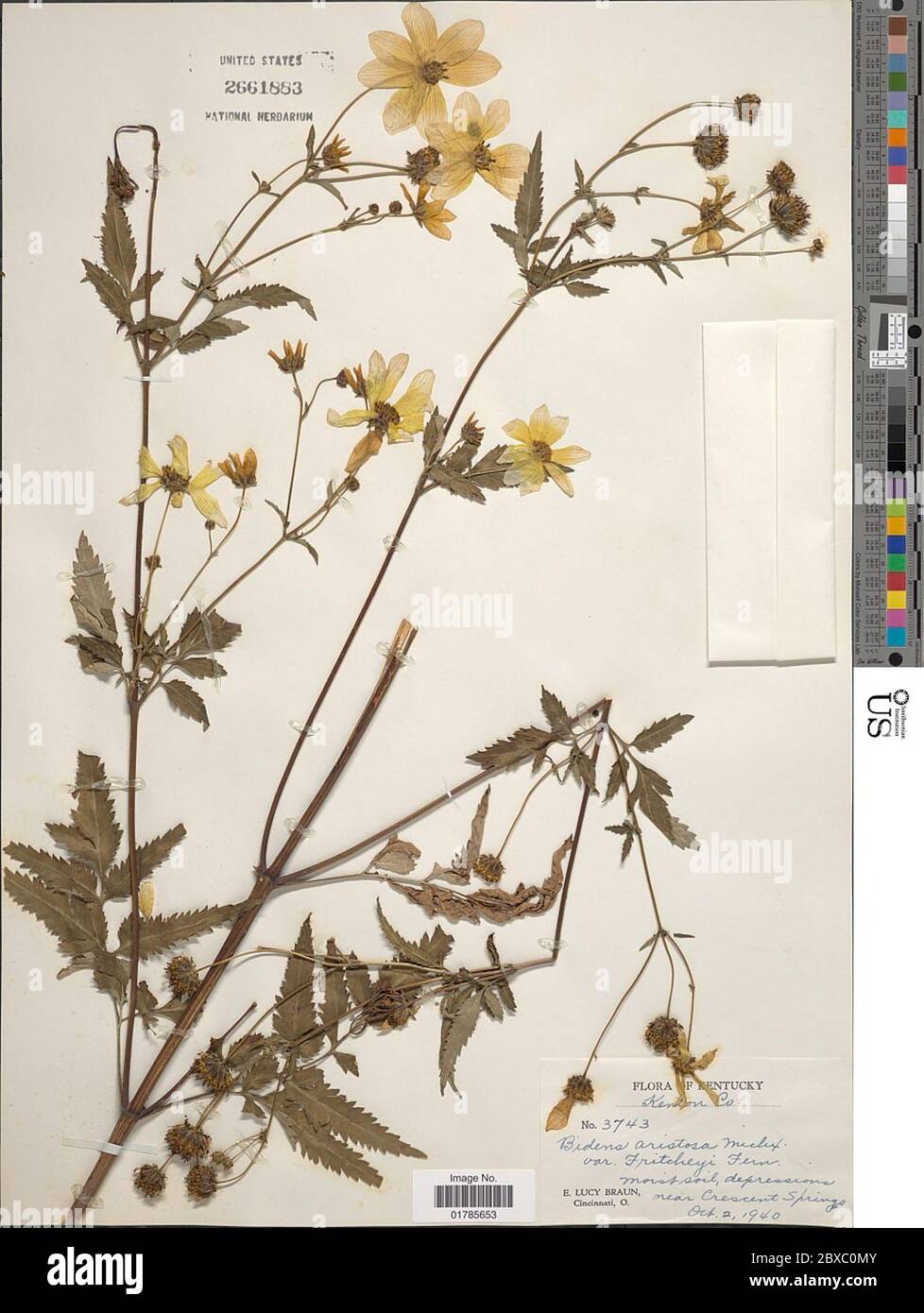 Bidens aristosa Michx Britton Bidens aristosa Michx Britton. Banque D'Images