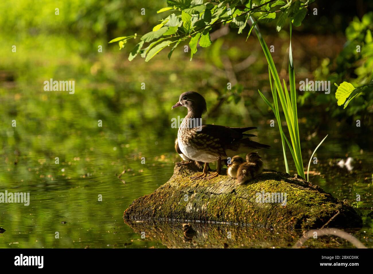 Canard mandarin et canetons femelles sur les étangs de Keston, Grand Londres, Angleterre, Royaume-Uni, Europe Banque D'Images