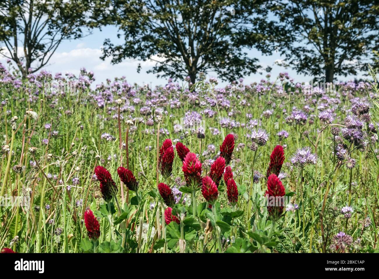 Plantes mellifères sur un pré, trèfle cramoisi Lacy Phacelia Meadow fleurs Banque D'Images