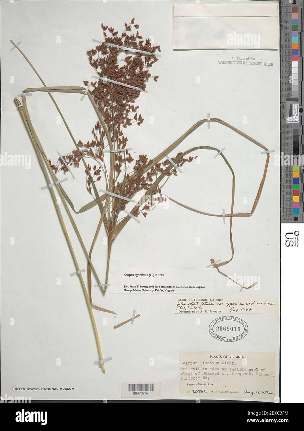 Scirpus cyperinus L Kunth Scirpus cyperinus L Kunth. Banque D'Images