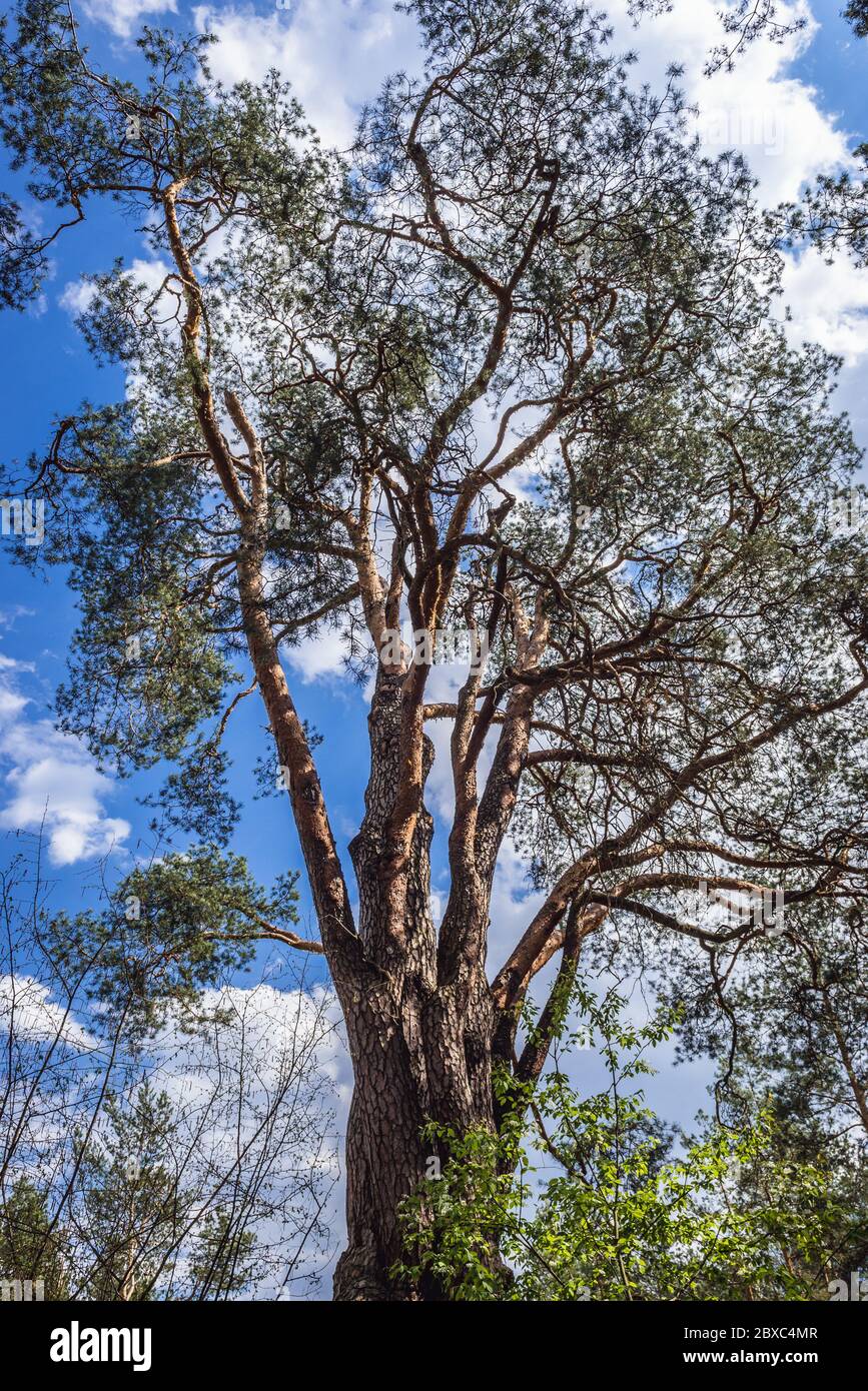 Plus ancien pin - pinus silvestris en Pologne situé dans la ville de Minsk Mazowiecki, circonférence du tronc 360 cm, hauteur 22 m Banque D'Images