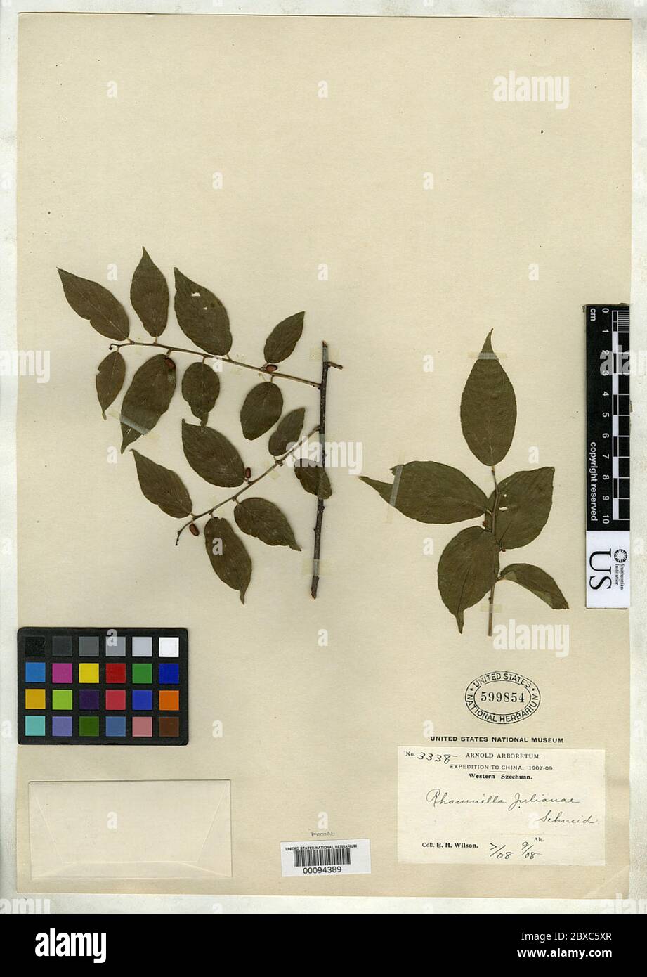 Rhamnella julianae CK Schneid in Sarg Rhamnella julianae CK Schneid in Sarg. Banque D'Images