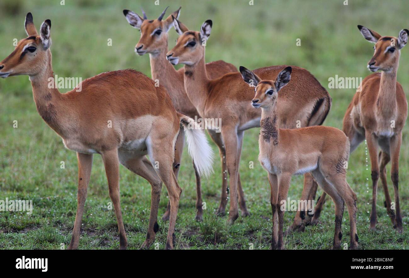 Un groupe d'Impala observe les environs avec intérêt, en arrière-plan, la petite herbe verte de la savane kenyane Banque D'Images