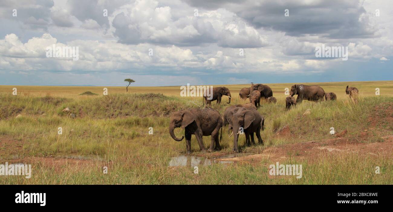 Paysage avec un troupeau assoiffé d'éléphants dans un trou d'eau boueux, en arrière-plan la savane sans fin, acacia et des nuages imposants Banque D'Images