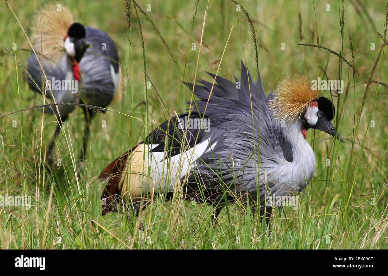 Portrait d'une grue couronnée avec un magnifique plumage dans la grande herbe de la savane kenyane, à la lumière du matin Banque D'Images