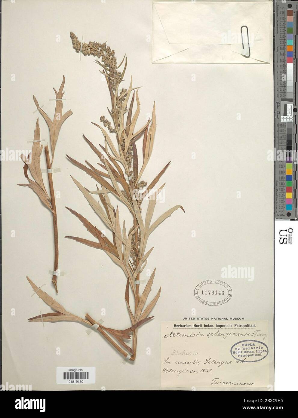 Artemisia selengensis Turcz ex Besser Artemisia selengensis Turcz ex Besser. Banque D'Images