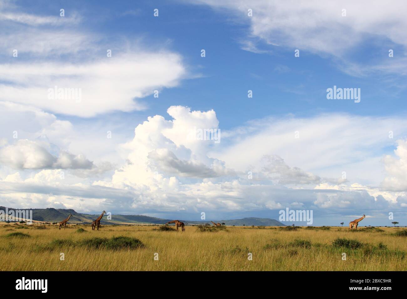 Vue panoramique sur la savane kenyane, les girafes se déplacent paisiblement dans les prairies sèches, en arrière-plan d'impressionnantes formations de nuages Banque D'Images