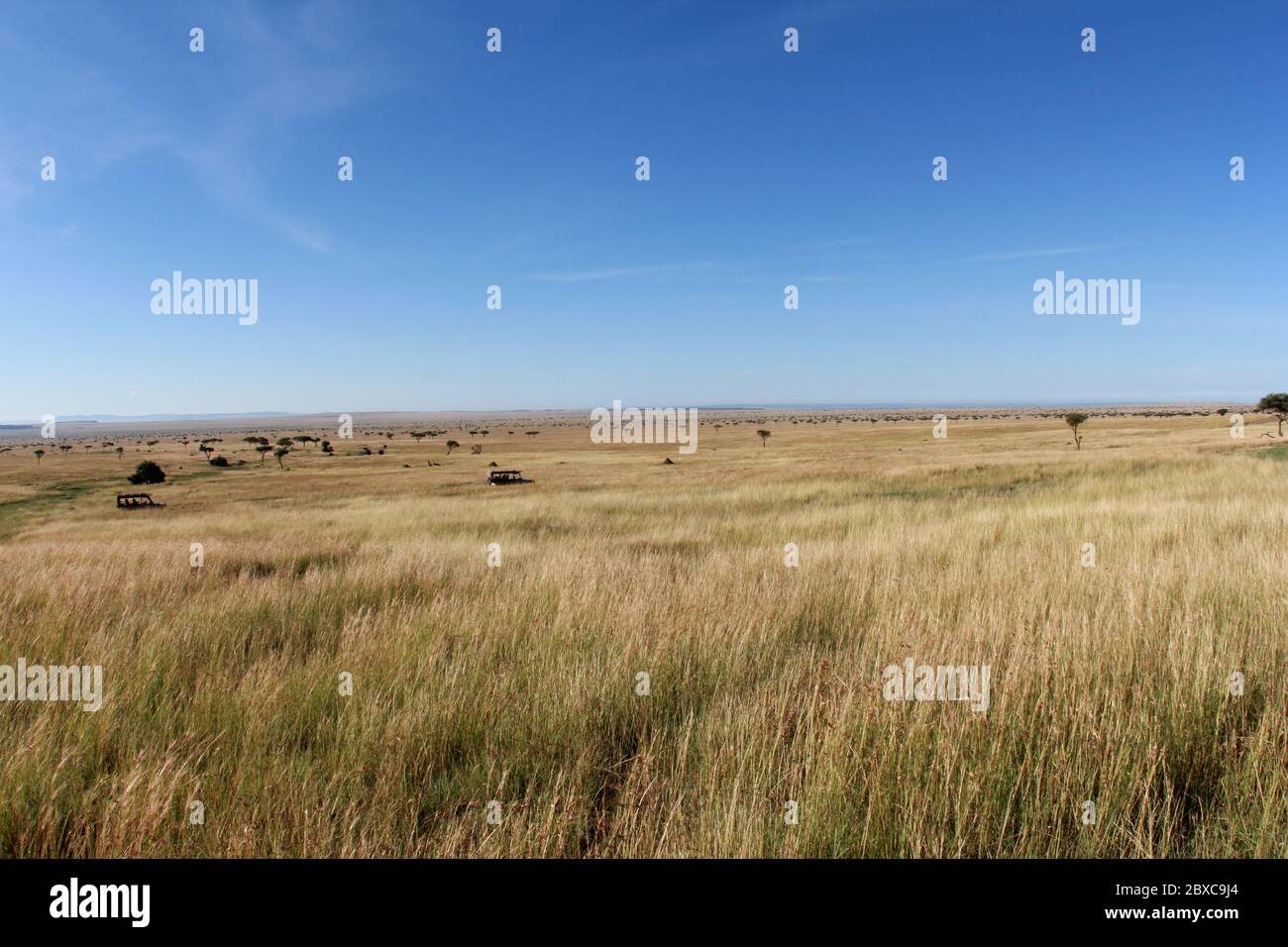 Paysage caractéristique et sans fin de la savane kenyane, le Mara Masai. De larges prairies avec des acacias dans la lumière dorée du soleil et du ciel bleu Banque D'Images