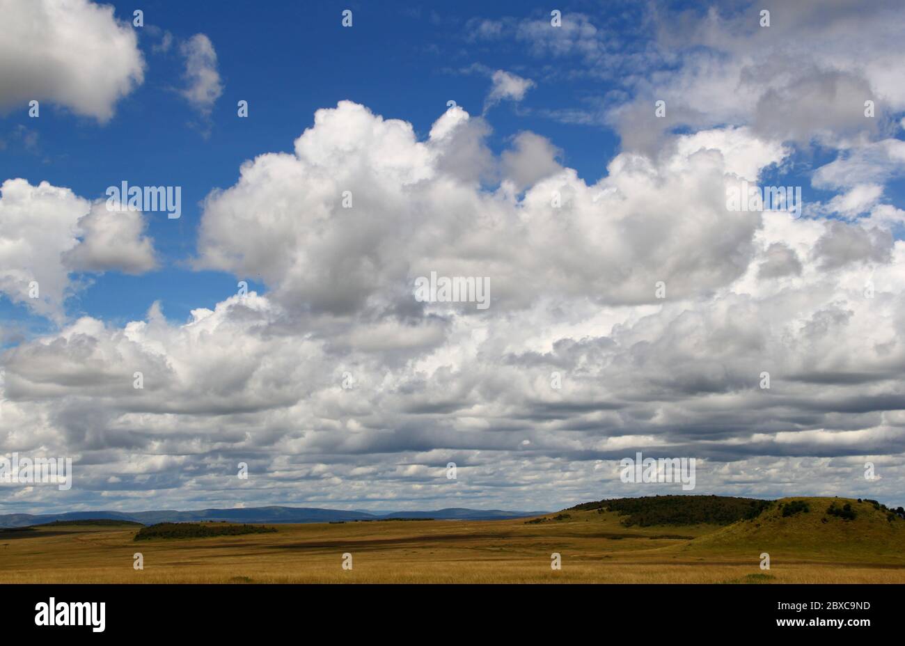 Paysage caractéristique et sans fin de la savane kenyane, le Mara Masai. De larges prairies dans la lumière dorée du soleil et le ciel bleu d'été Banque D'Images