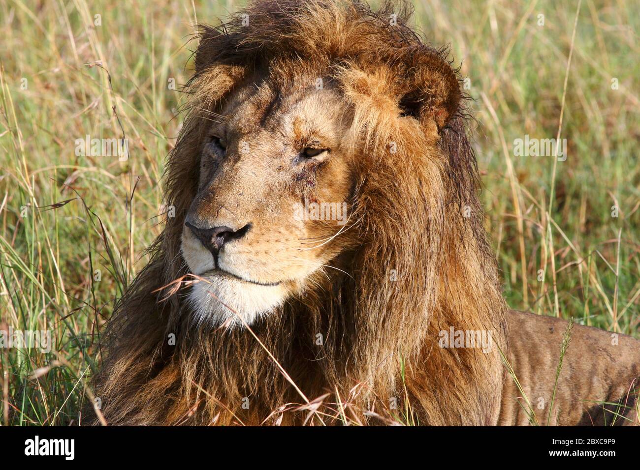 Un lion est bien situé avec sa tête relevée et sa mane humide dans la lumière du matin dans l'herbe du Mara Masai Banque D'Images