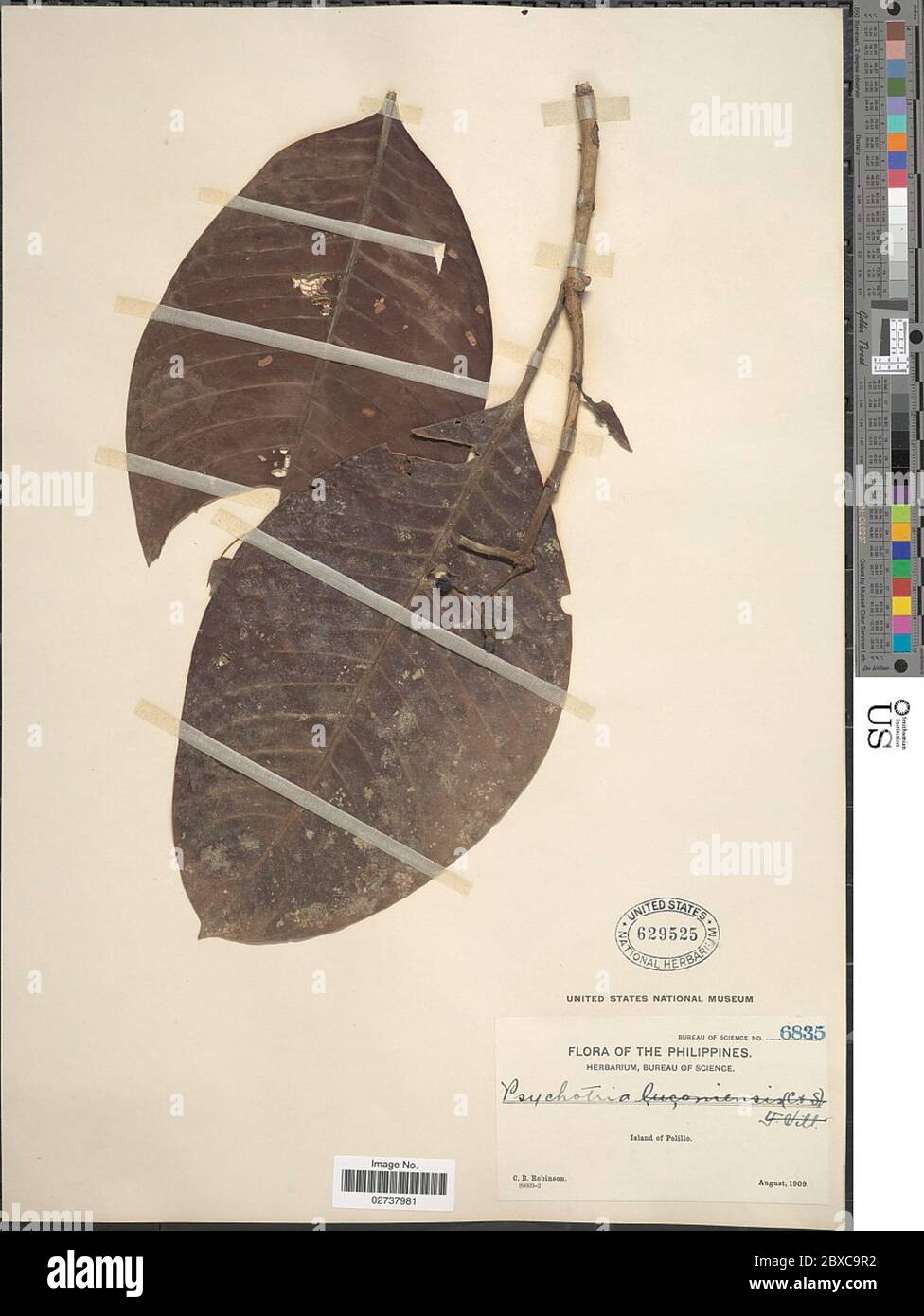 Psychotria sp Psychotria sp. Banque D'Images
