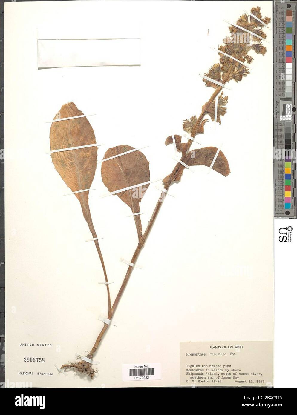 Prenanthes racemosa Michx Prenanthes racemosa Michx. Banque D'Images