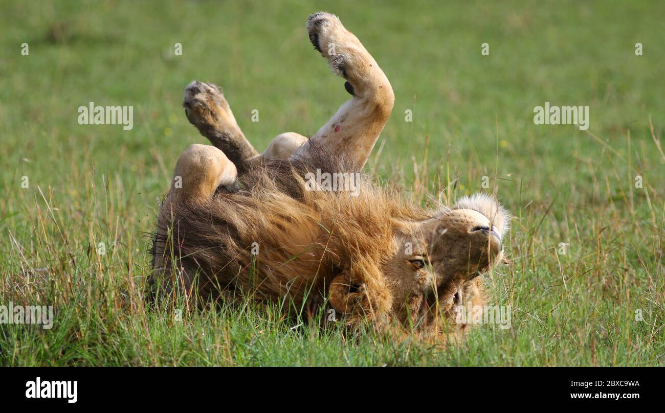 Portrait du Roi Lion, allongé sur son dos dans l'herbe verte au soleil du matin, étirant ses pattes dans l'air et profiter de la chaleur Banque D'Images