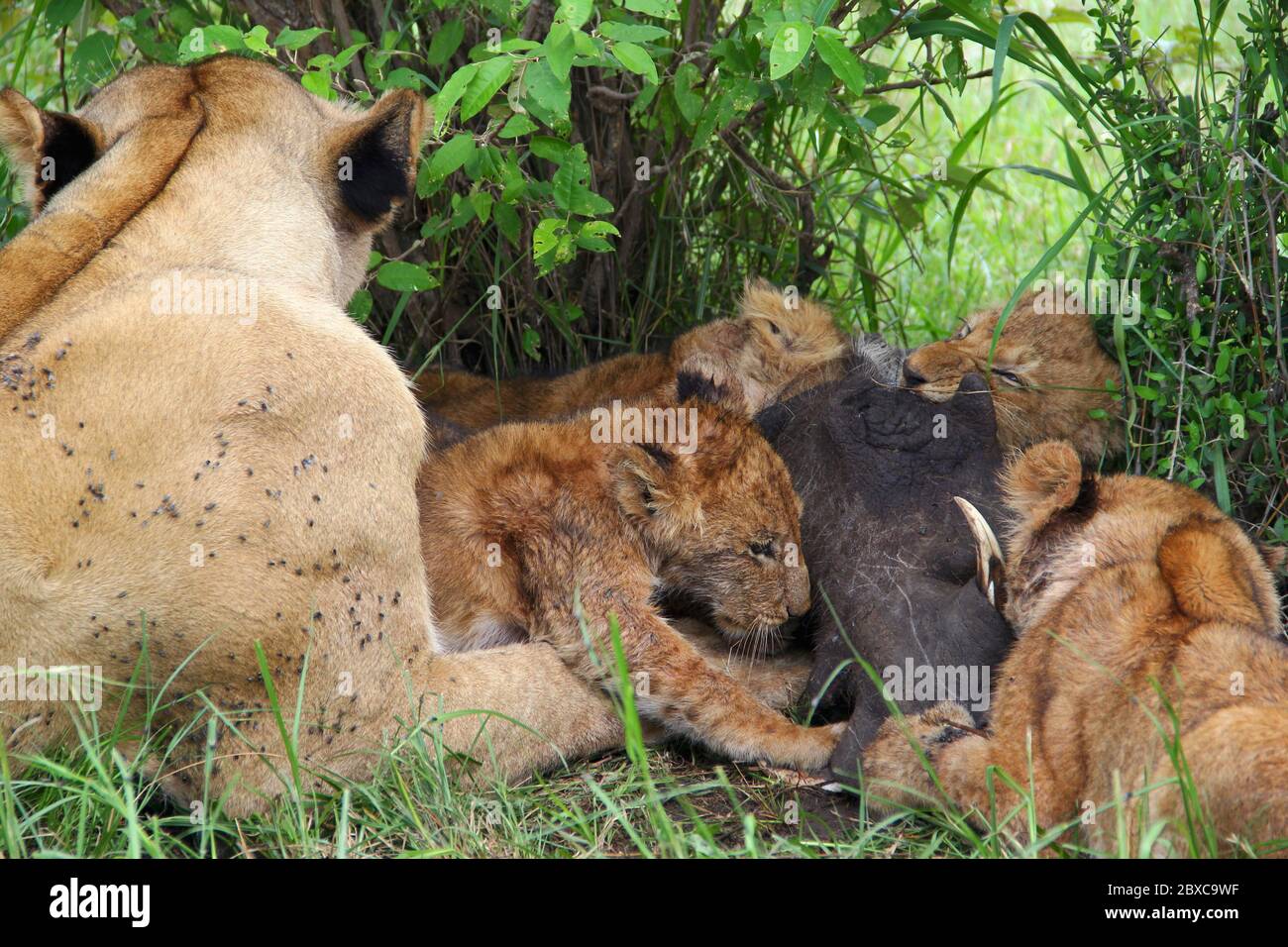 Une fierté des lions, la mère avec ses petits, mange la proie fraîchement tuée d'un warthog à l'ombre d'un Bush Banque D'Images