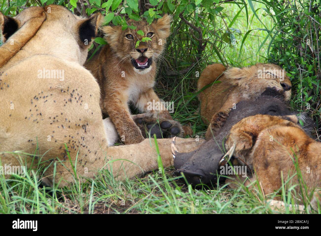 Une fierté des lions, la mère avec ses petits, mange la proie fraîchement tuée d'un warthog à l'ombre d'un Bush Banque D'Images